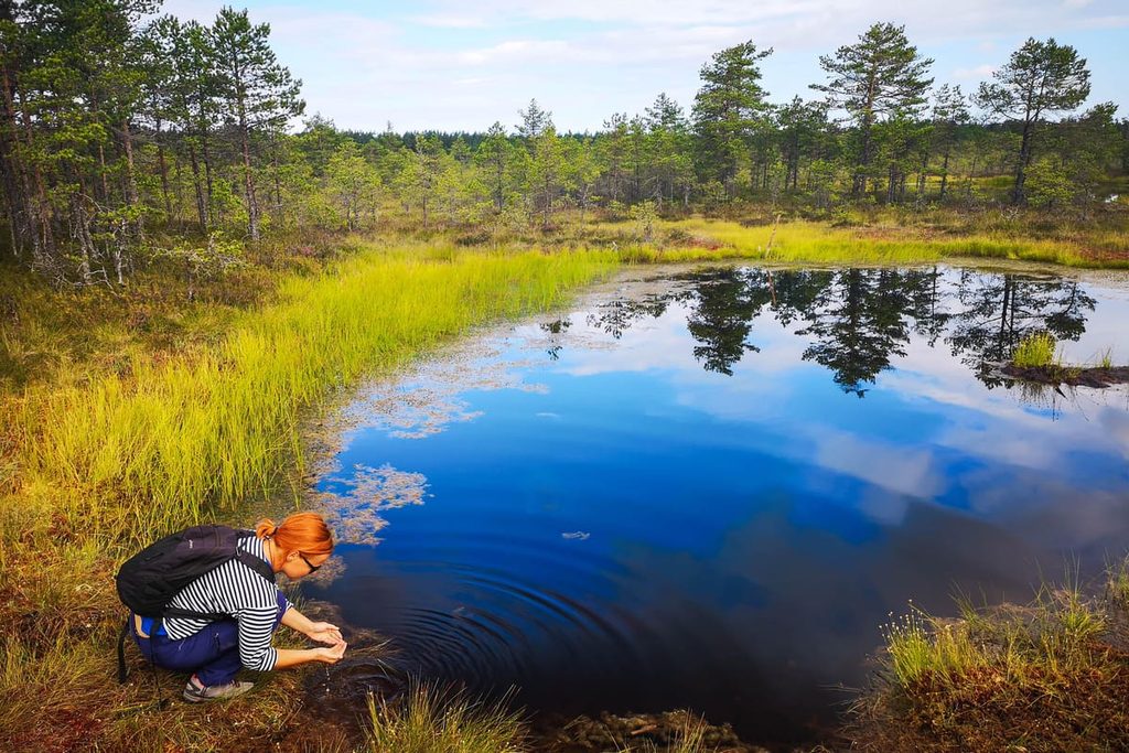 Viru högmosse i Lahemaa nationalpark i Estland