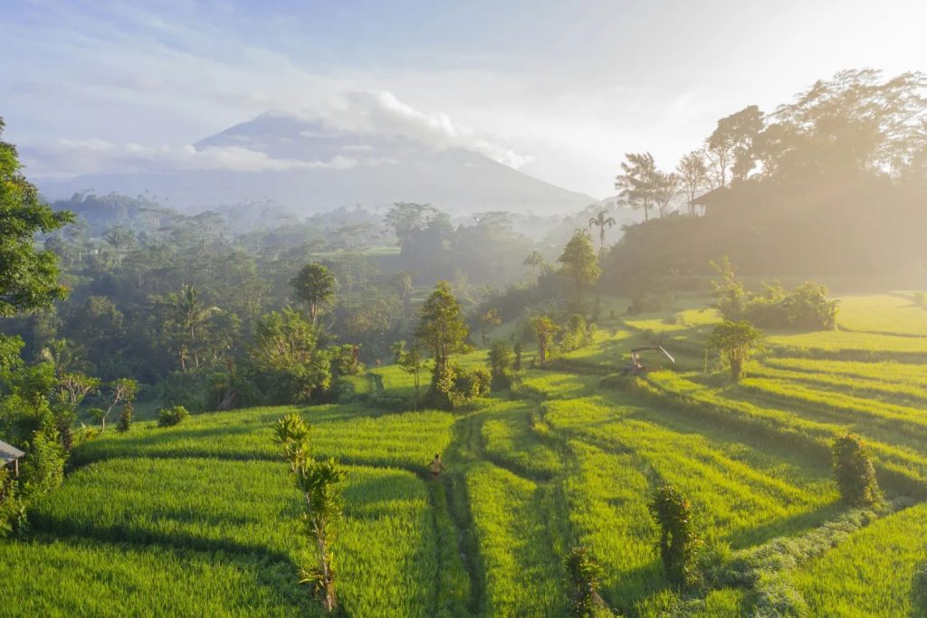 Risterrasser och tropisk natur under en rundresa på Bali