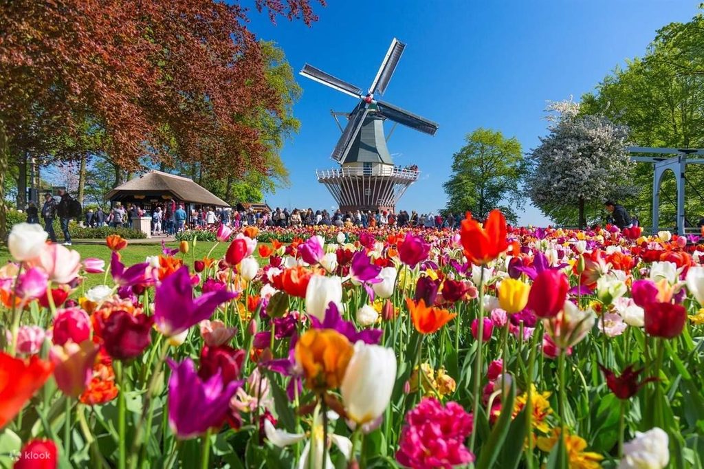 Tulpaner i Keukenhof under en resa till Holland