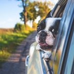 Resa med hund – regler och smarta tips