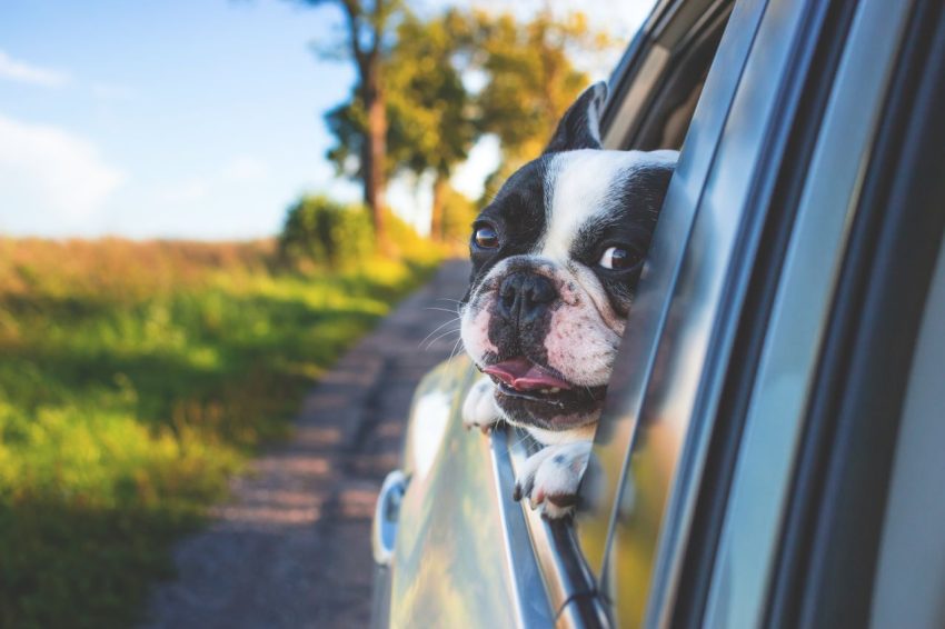 Resa med hund – regler och smarta tips