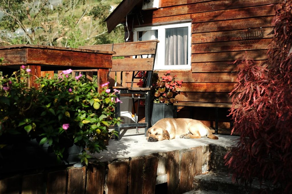 Hund vilar utanför ett hundvänligt semesterboende