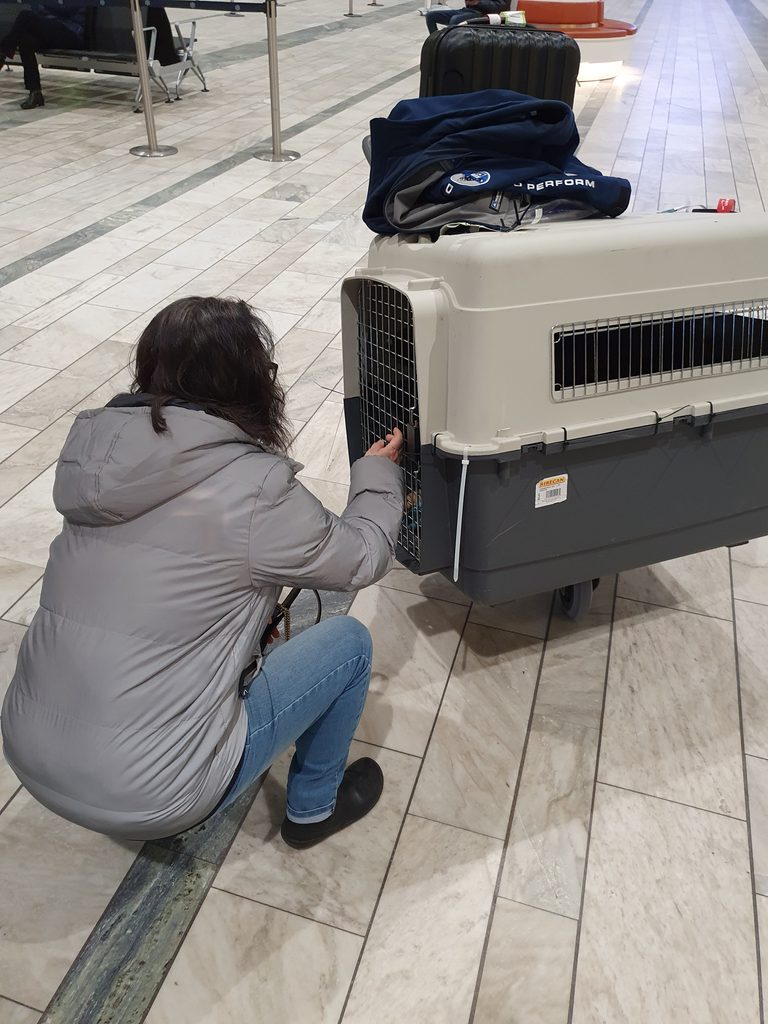 Kvinna öppnar transportbur med hund i ankomsthallen på Landvetter.