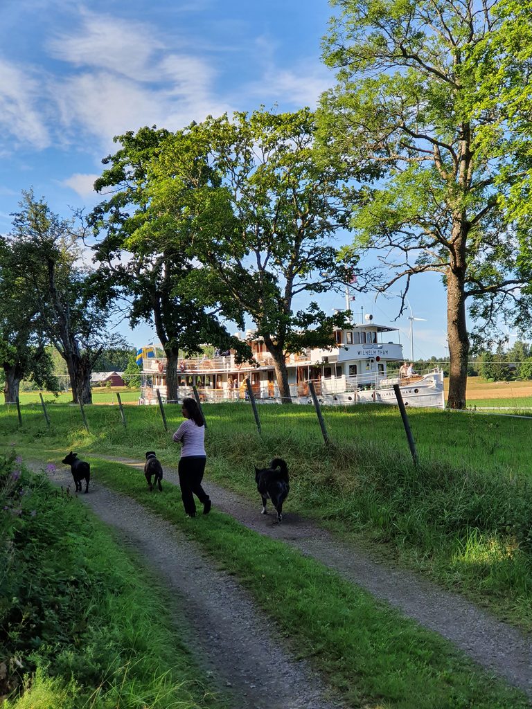 Person promenerar med tre hundar längs Göta kanal med passagerarbåt i bakgrunden.