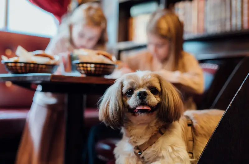 Hund i förgrunden med två barn vid ett matbord på Quality Hotel Carlia.