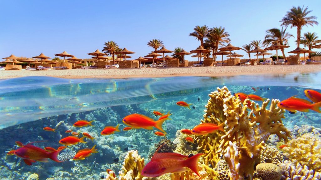 Korallrev och fiskar vid Hurghada i Egypten