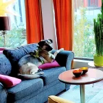Fira nyår med hund i lugn miljö