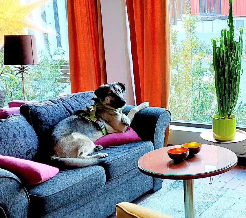 Fira nyår med hund i lugn miljö