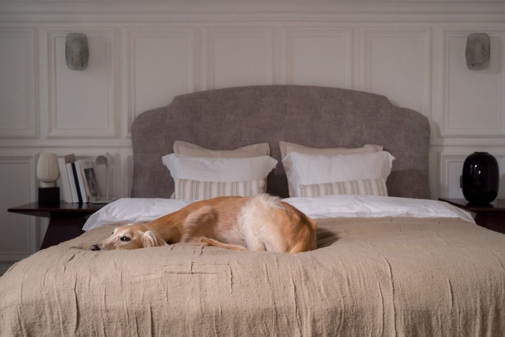 Hund ligger på en stor säng i ett hundvänligt hotellrum.